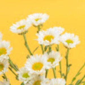 Meet your Posher, Allie